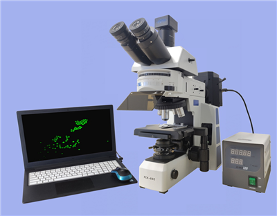熒光顯微鏡FCK-50C